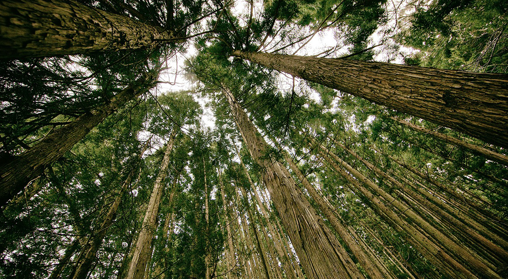 Desarrollo Sociedad 1